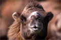 Kamel fra Givskud Zoo