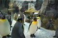 Pingviner i Odense Zoo