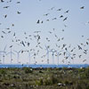 Foto: Steen Brogaard / &Oslash;resundsbron 