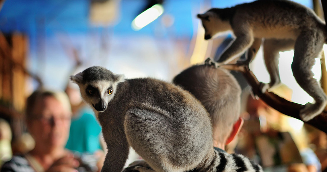 dansk rør skandinavisk dyrepark rabat dansk rør skandinavisk dyrepark rabat